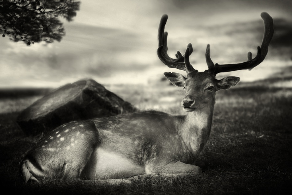 Resting Bambi von Sandra Štimac