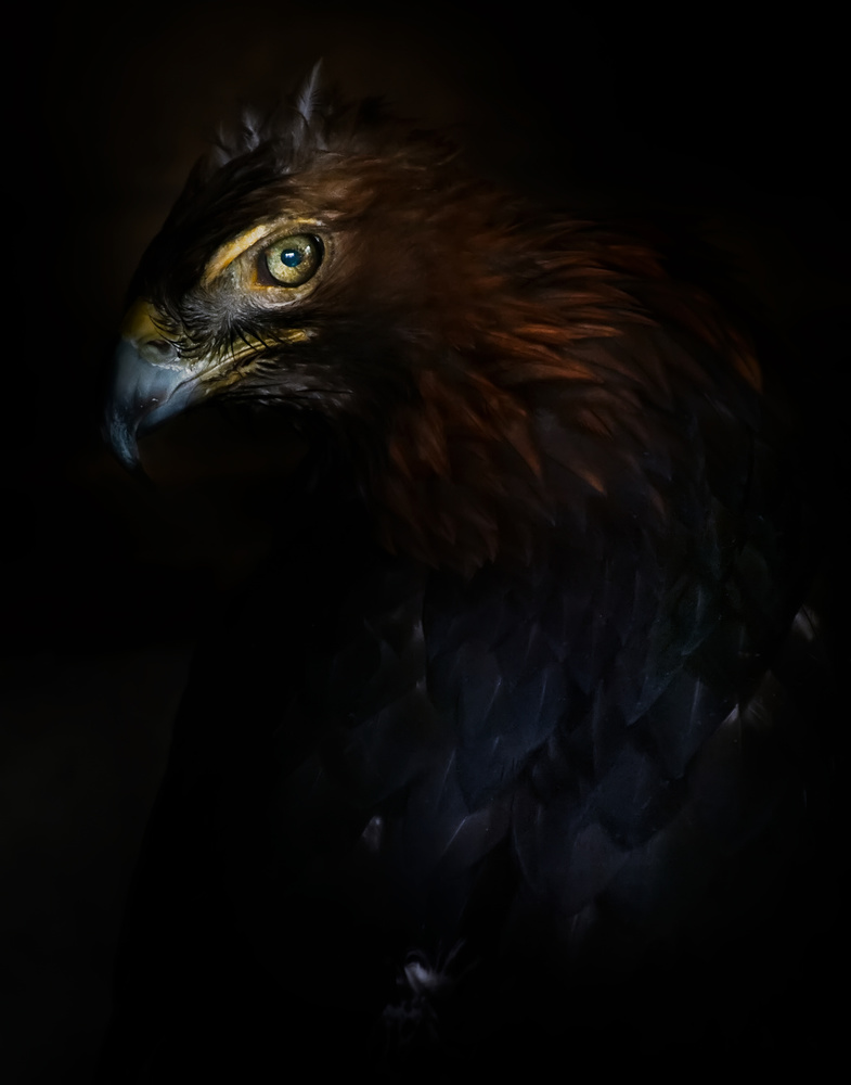 Eagle portrait von Santiago Pascual Buye