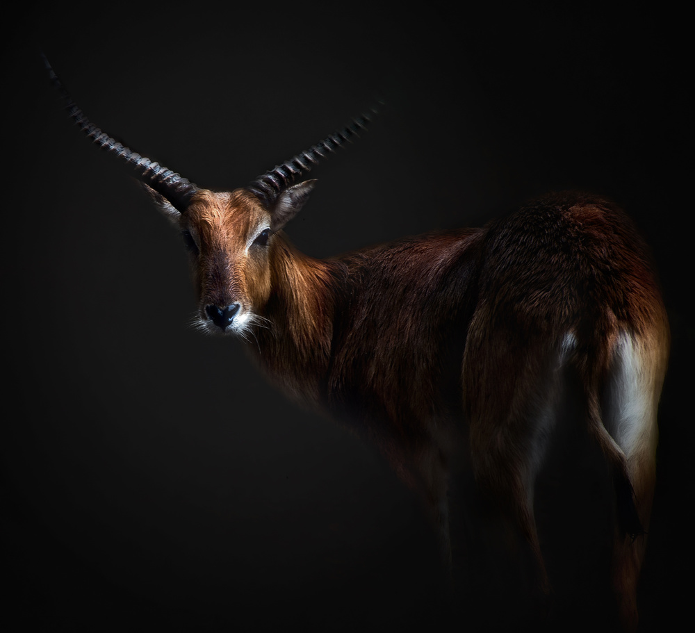 Antelope Lechwe Portrait von Santiago Pascual Buye