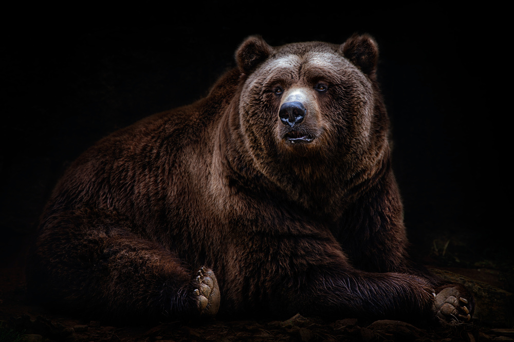 Bear portrait von Santiago Pascual Buye