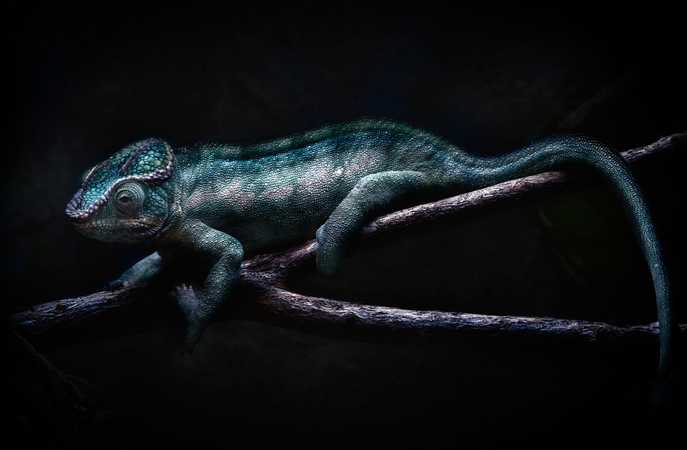 chameleon portrait von Santiago Pascual Buye