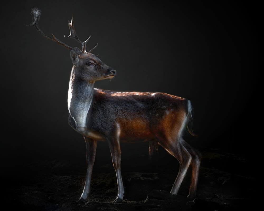 Fallow deer portrait von Santiago Pascual Buye