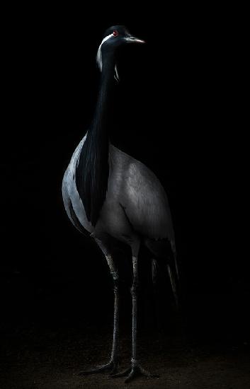 Demoiselle crane portrait II