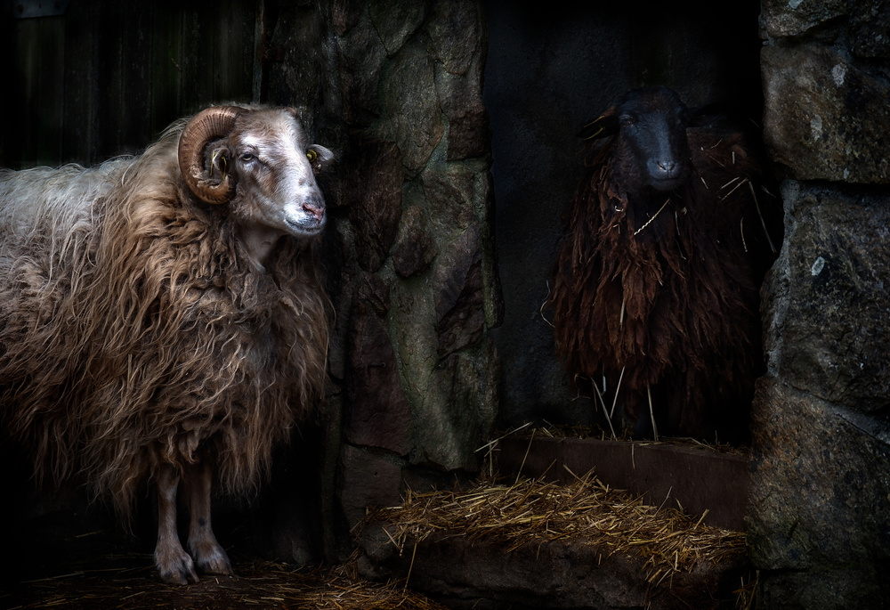 The sheep shed von Santiago Pascual Buye