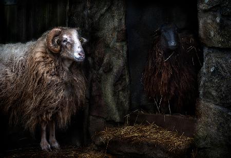 The sheep shed