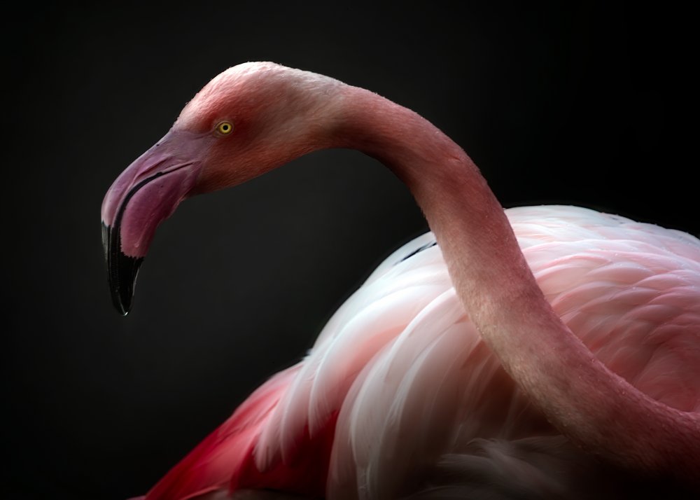 Flamingo portrait von Santiago Pascual Buye