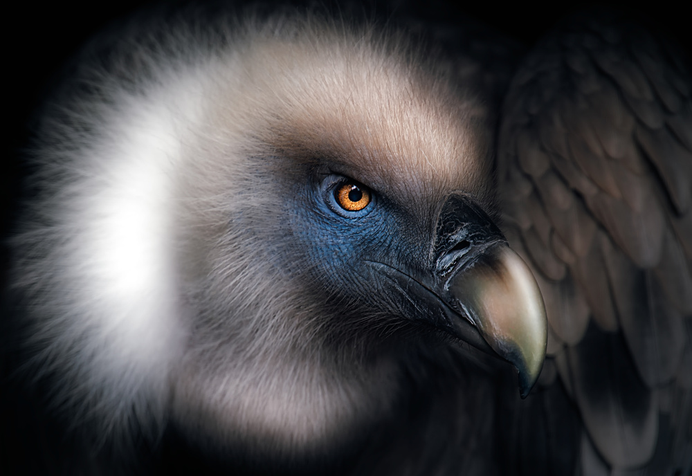 Vulture Look von Santiago Pascual Buye