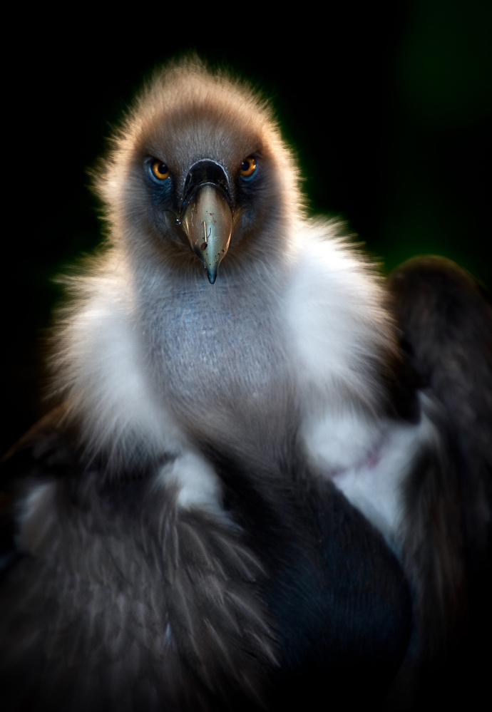 Vulture portrait von Santiago Pascual Buye