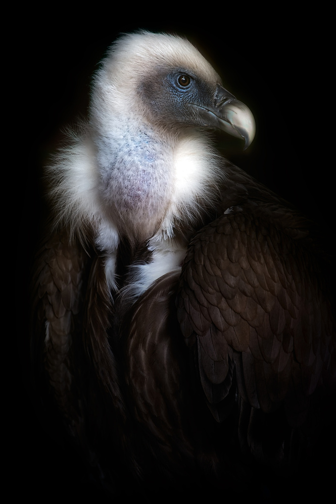 Vulture portrait II von Santiago Pascual Buye