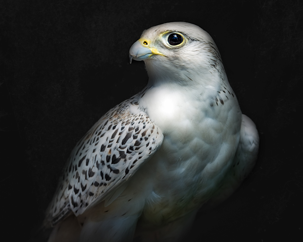 Gyrfalcon portrait II von Santiago Pascual Buye