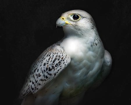 Gyrfalcon portrait II