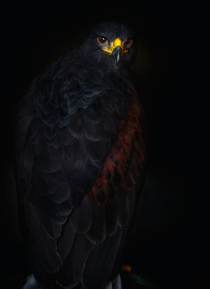 Harriss hawk portrait von Santiago Pascual Buye