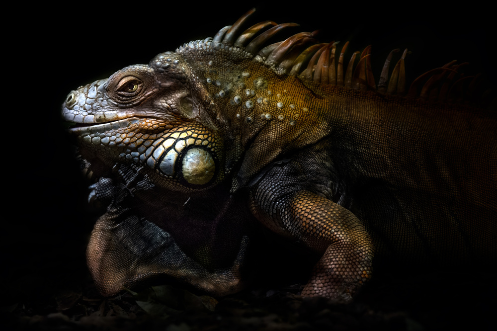 Iguana portrait: Lost in the evolution von Santiago Pascual Buye