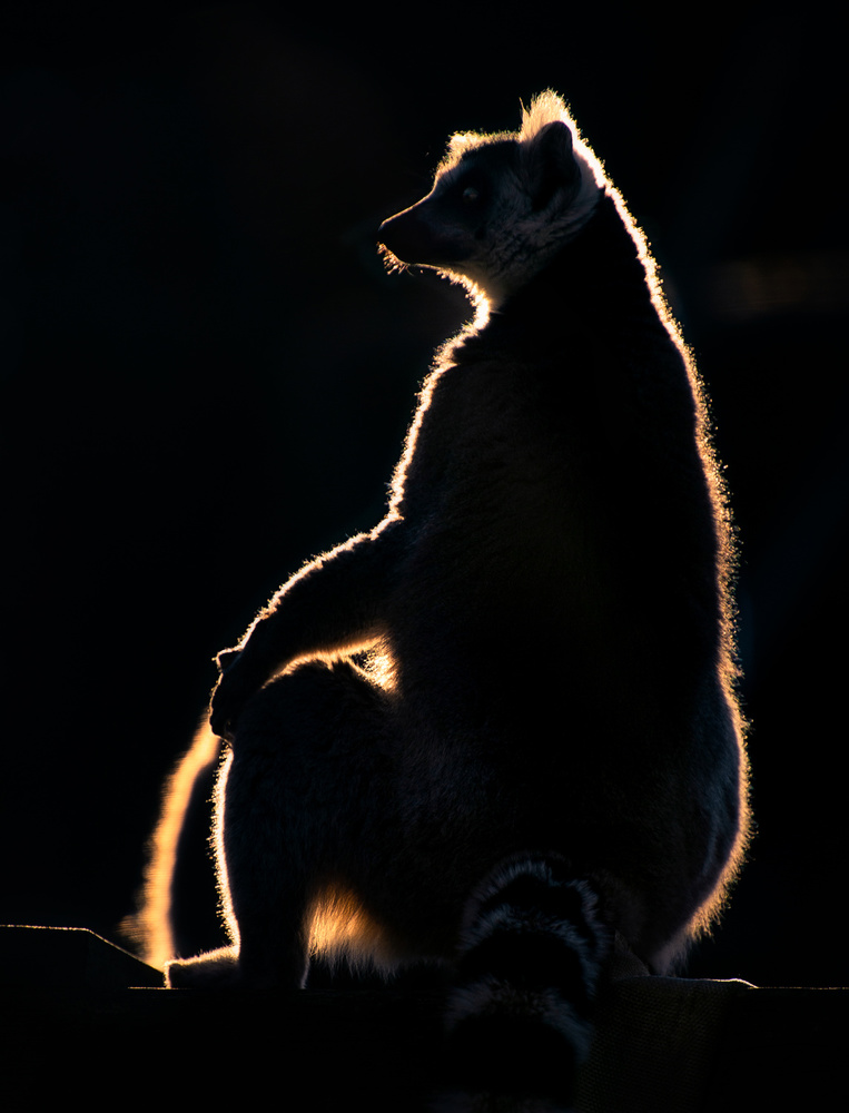 Lemur at sunset von Santiago Pascual Buye