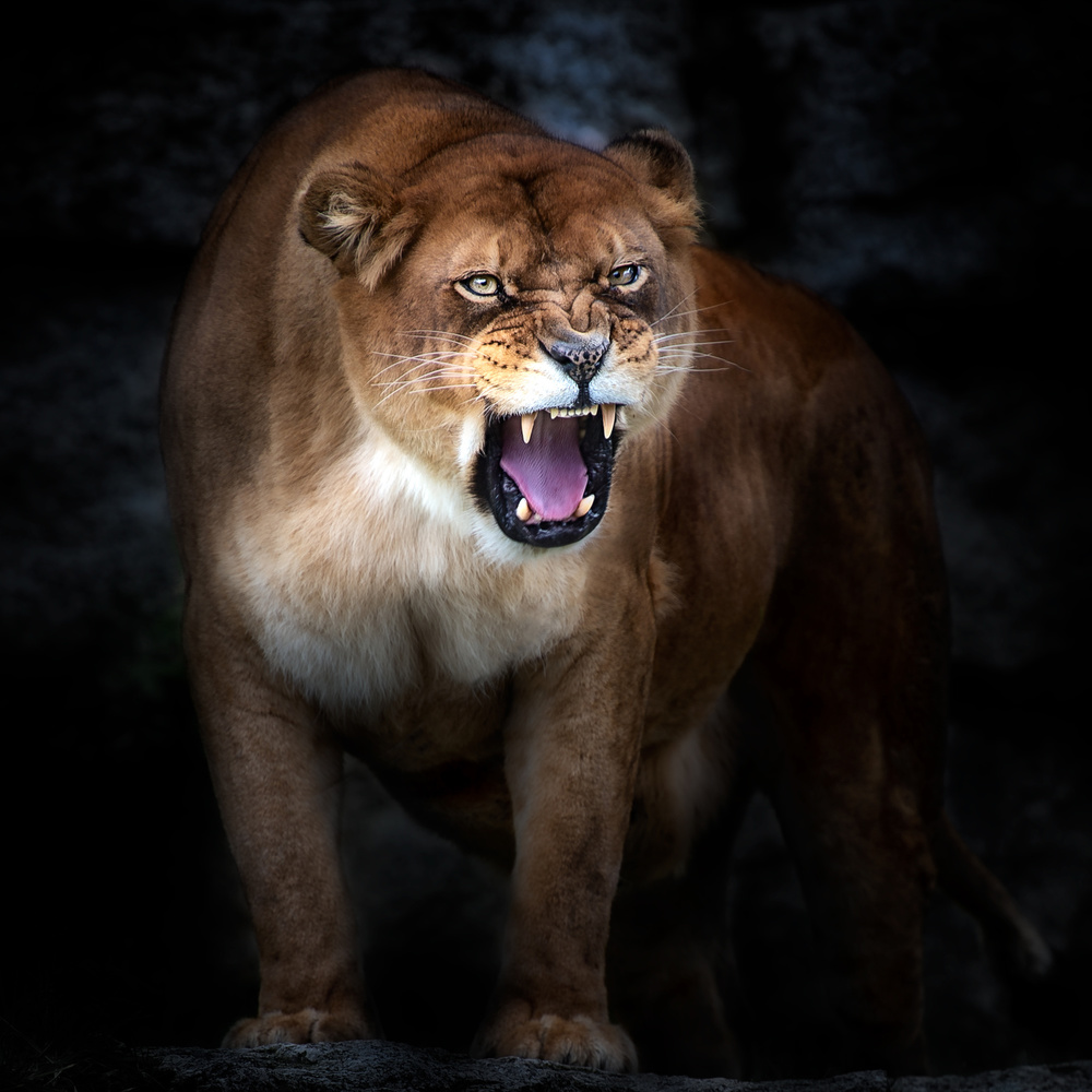 Lion portrait von Santiago Pascual Buye