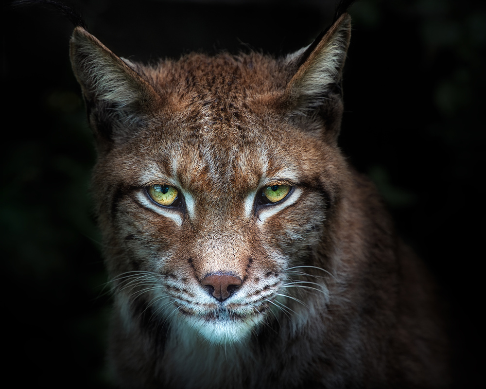 Lynx gaze von Santiago Pascual Buye