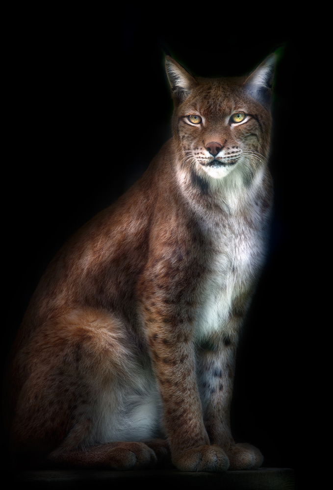 Lynx portrait von Santiago Pascual Buye