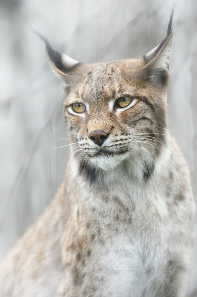 Lynx portrait in the fog von Santiago Pascual Buye