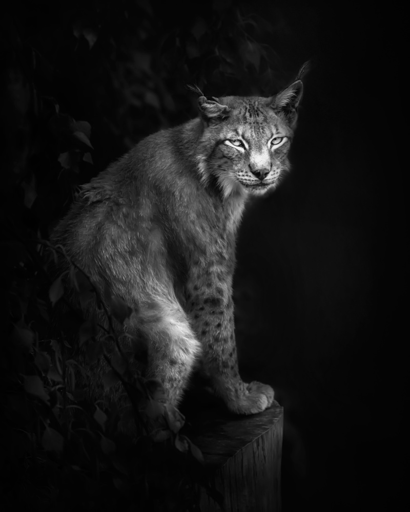 Lynx portrait in B&amp;W von Santiago Pascual Buye