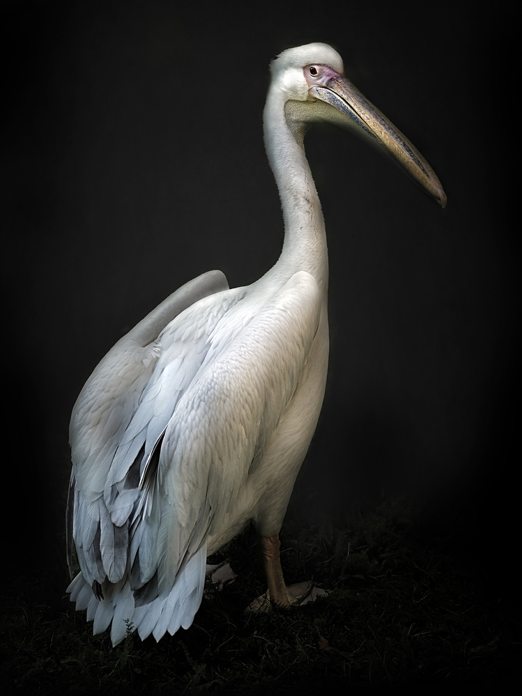 Pelican portrait von Santiago Pascual Buye