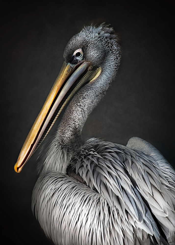 Pelican portrait von Santiago Pascual Buye