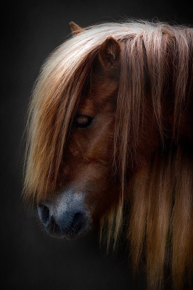 pony shetland portrait von Santiago Pascual Buye