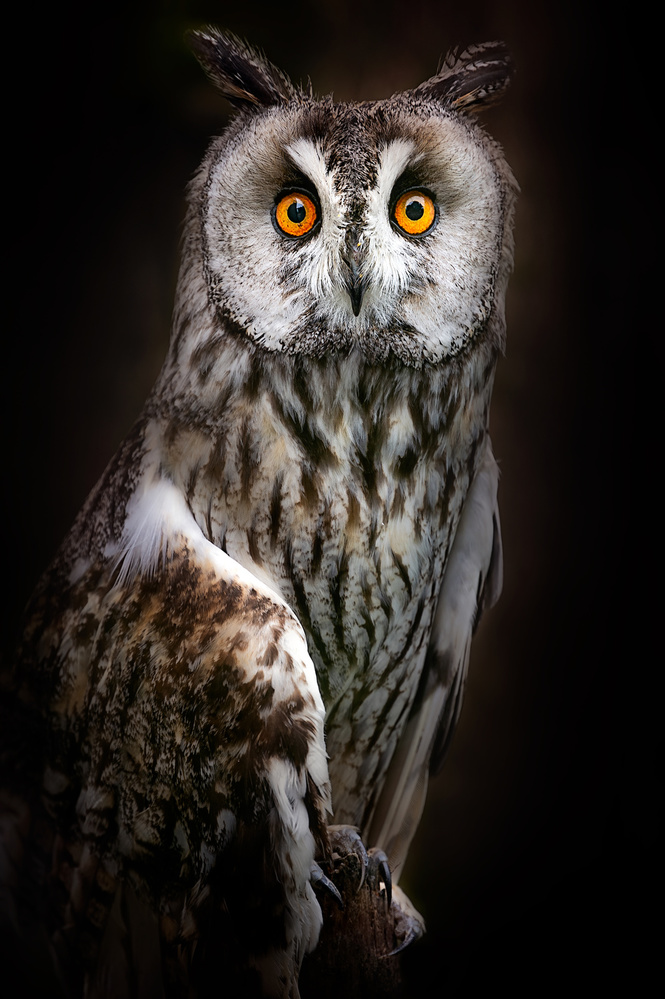 Long-eared owl portrait von Santiago Pascual Buye