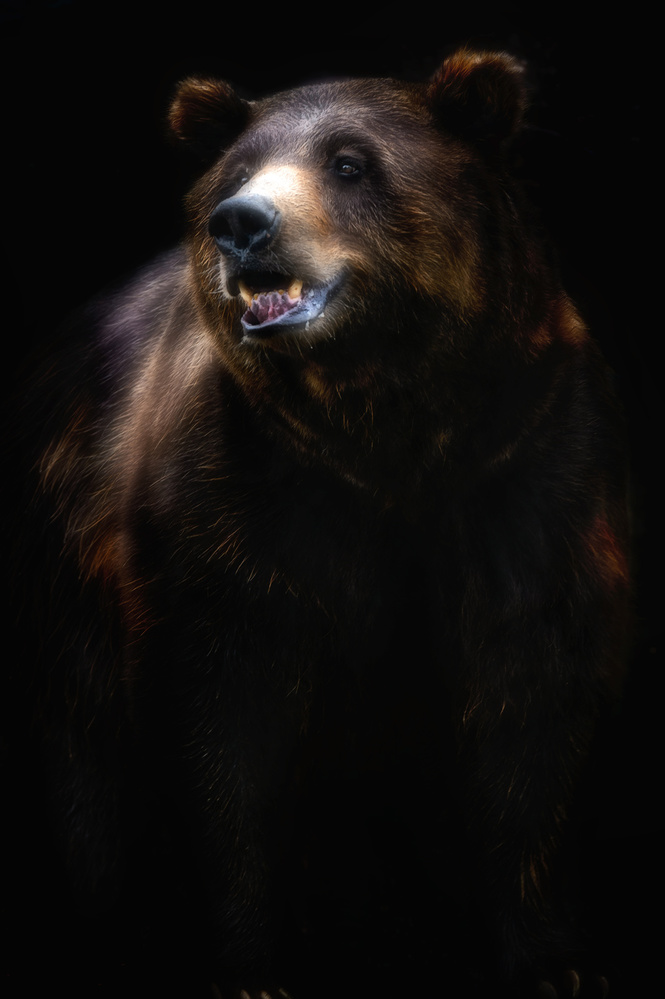 Brown bear portrait von Santiago Pascual Buye