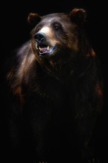 Brown bear portrait