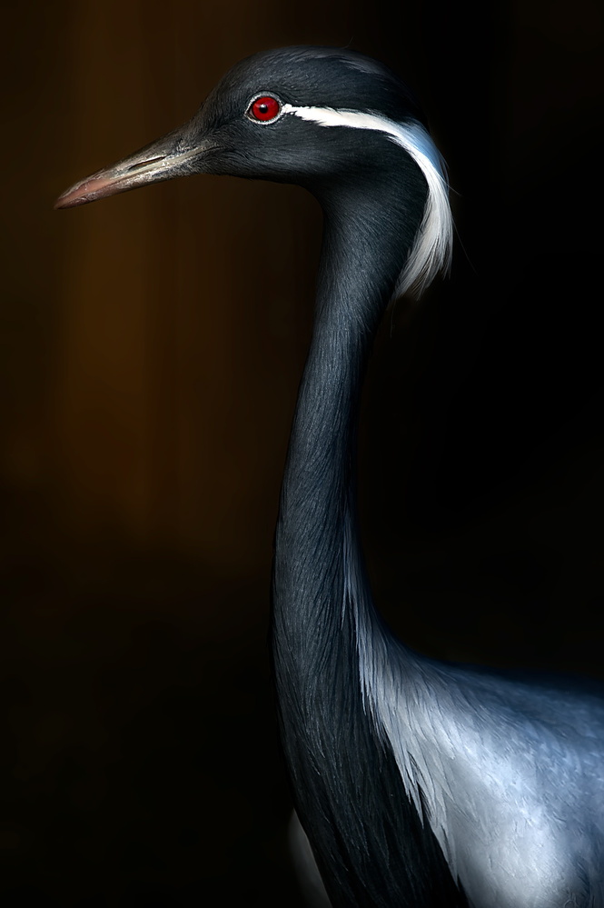 Demoiselle crane portrait von Santiago Pascual Buye