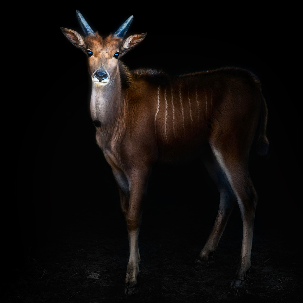 Young common eland portrait von Santiago Pascual Buye