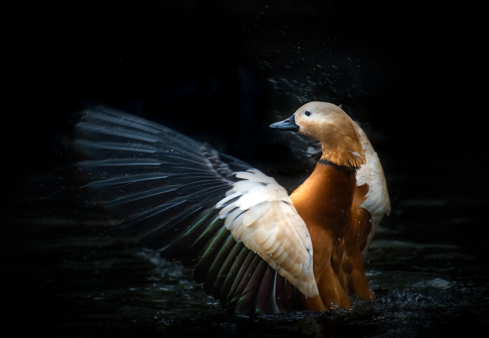 Ruddy shelduck von Santiago Pascual Buye