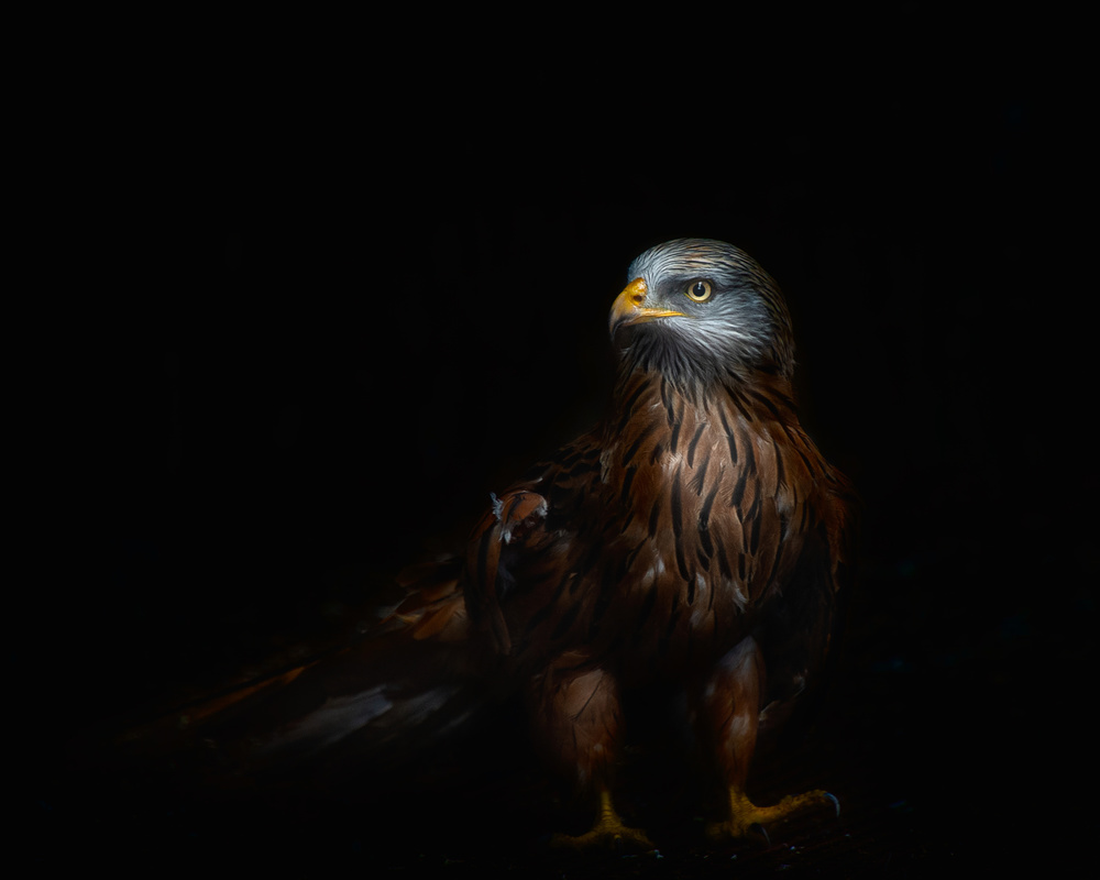 Red kite portrait von Santiago Pascual Buye