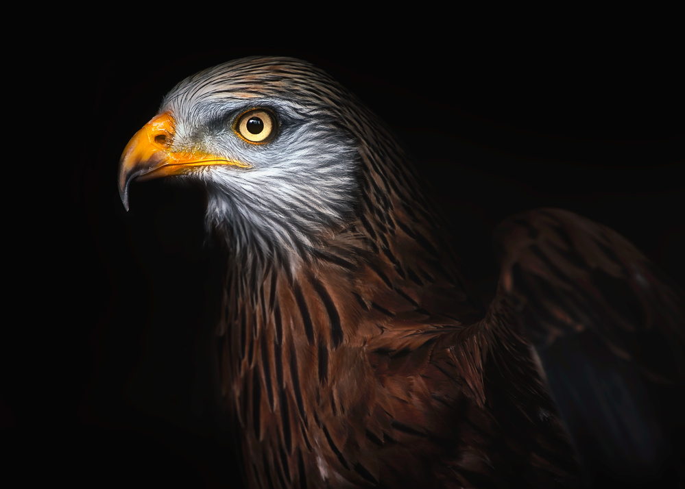 Red kite portrait II von Santiago Pascual Buye