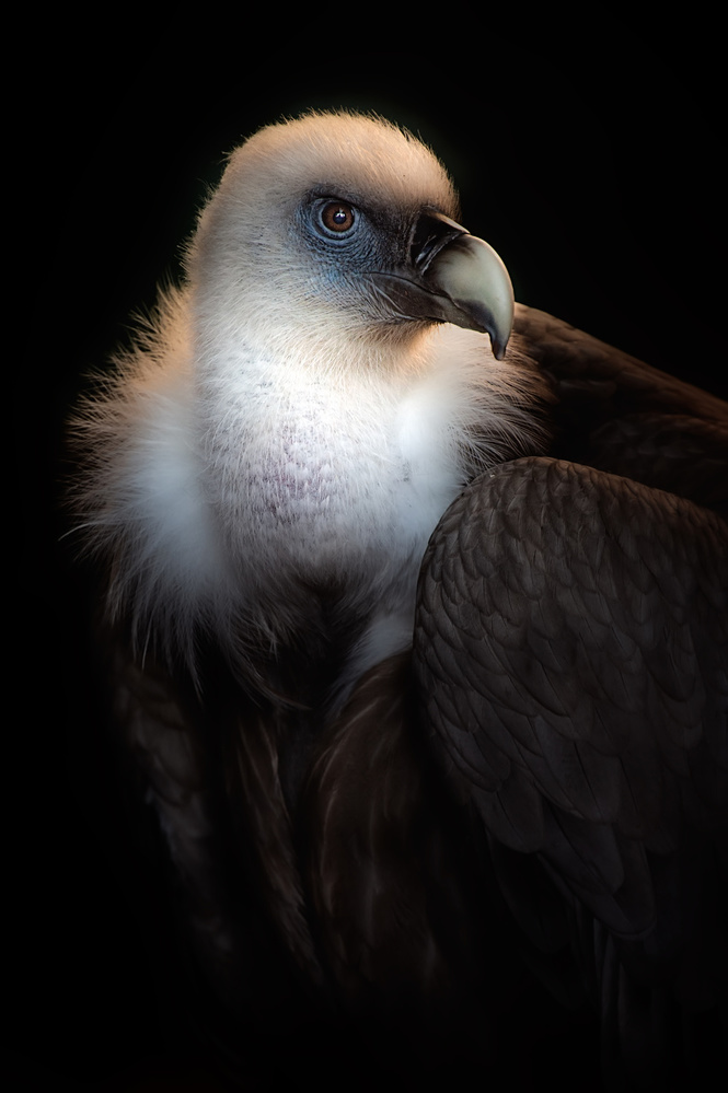 Look at my eyes von Santiago Pascual Buye