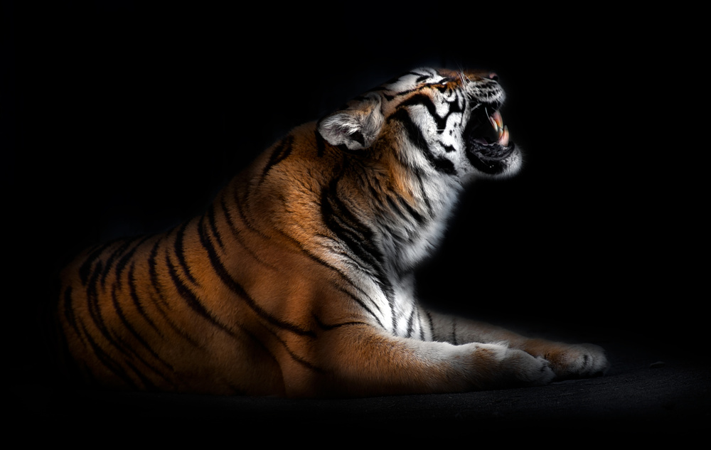 Tiger portrait von Santiago Pascual Buye