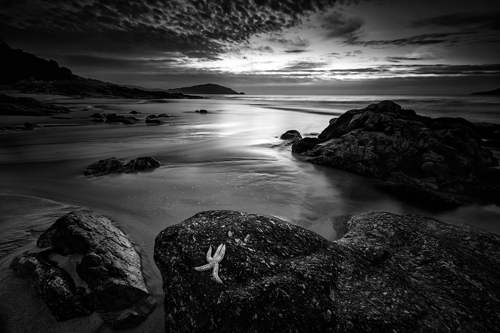 White starfish von Santiago Pascual Buye