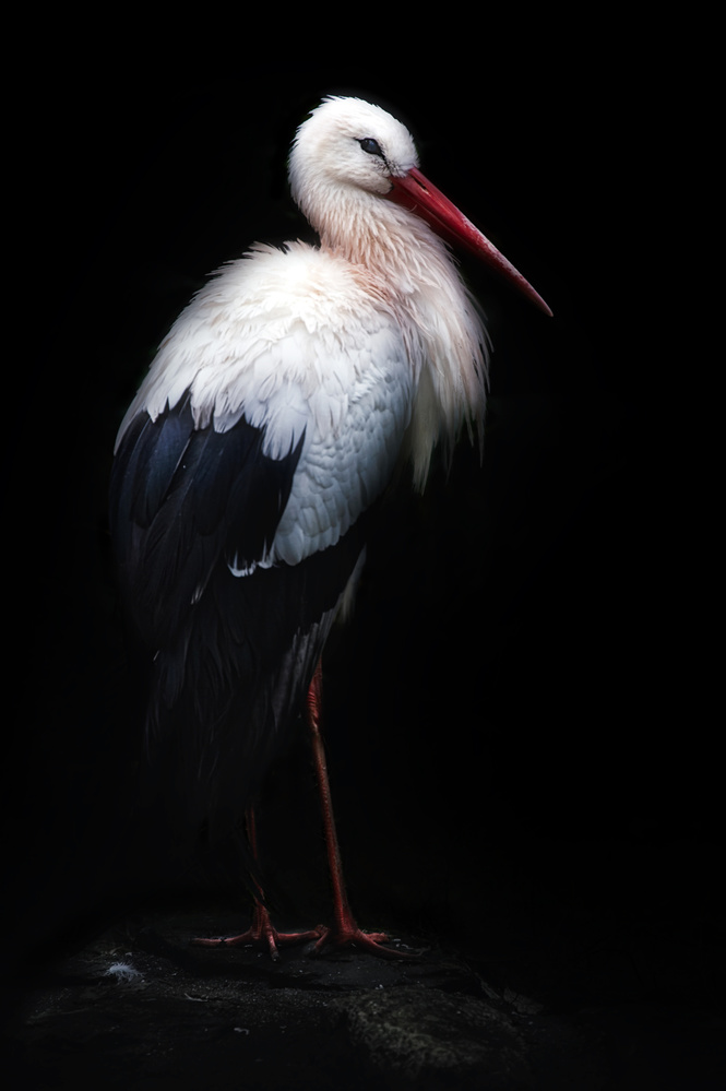 White stork portrait von Santiago Pascual Buye