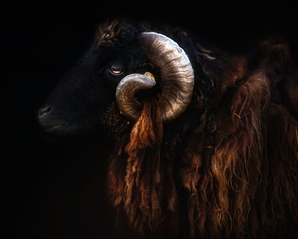 Ram portrait von Santiago Pascual Buye