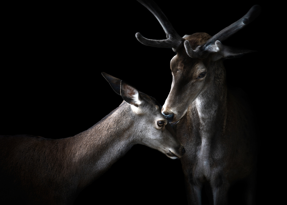 Tenderness von Santiago Pascual Buye