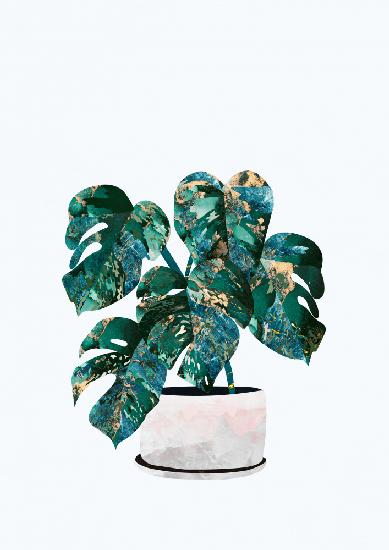 Monstera house plant