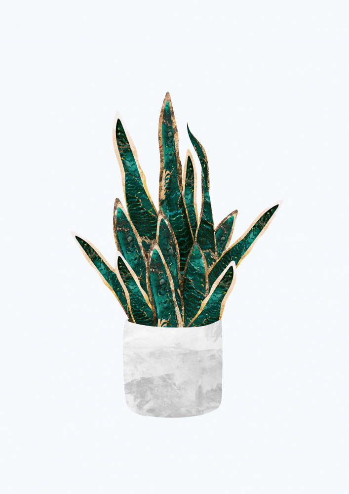 Snake Plant von Sarah Manovski