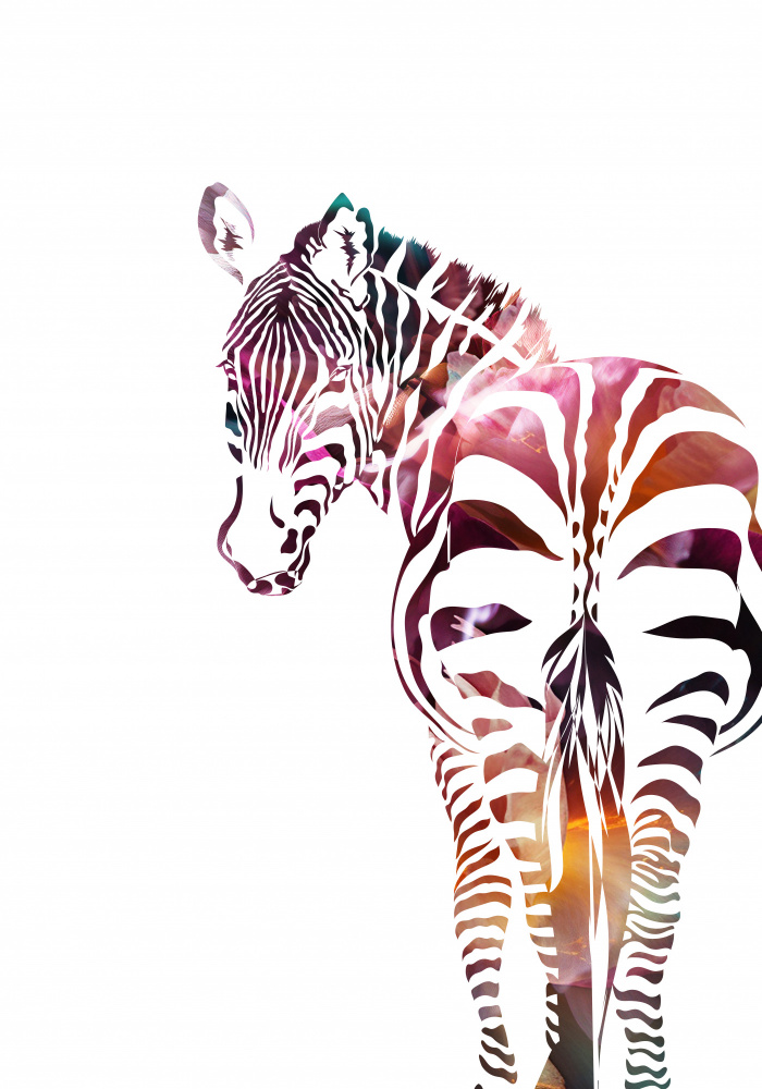 Zebra Silhouette von Sarah Manovski