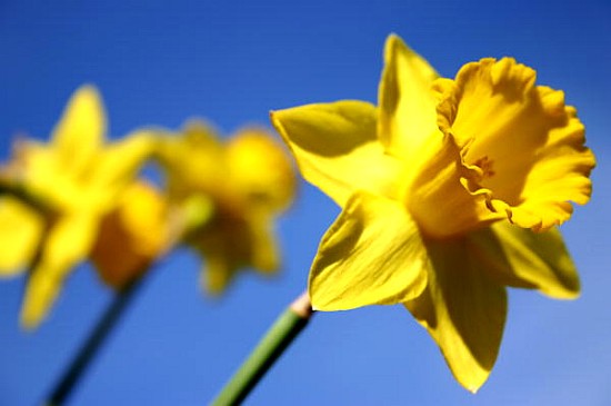 Daffodil Line (colour photo)  von Sarah  O'Toole