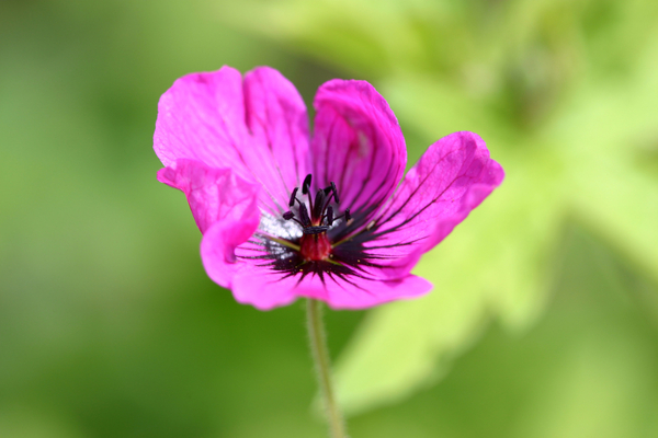 Garsington Anemone von Sarah  O'Toole