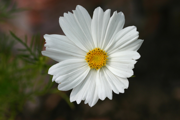 Garsington Cosmos von Sarah  O'Toole