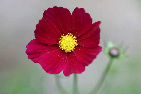 Garsington Dahlia von Sarah  O'Toole