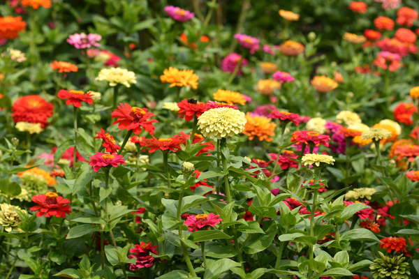 Garsington Dahlia and Cosmos von Sarah  O'Toole