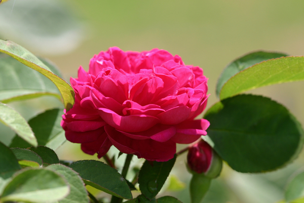 Garsington David Austin Rose von Sarah  O'Toole