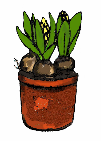 hyacinth in a pot von Sarah Thompson-Engels